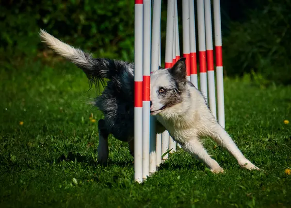 köpek doğurmak Avustralyalı çoban