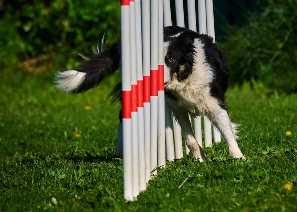 Köpek çoban köpeği sopayla koşuyor.