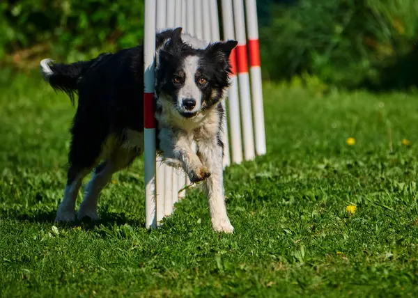Köpek çeviklik alıştırması yapıyor. Rekabet. Spor malzemeleri.
