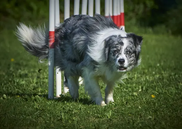 collie dog in nature