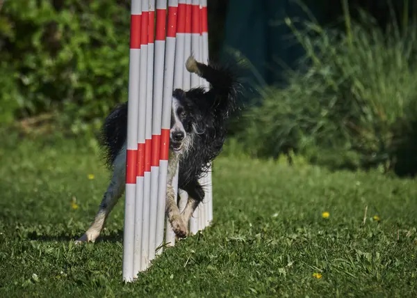 Köpek parkta oynuyor.