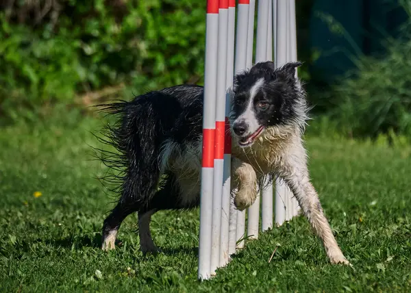 Bahçedeki köpek çoban köpeği.