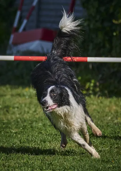 sınır çoban köpeği çeviklik içinde çalışıyor
