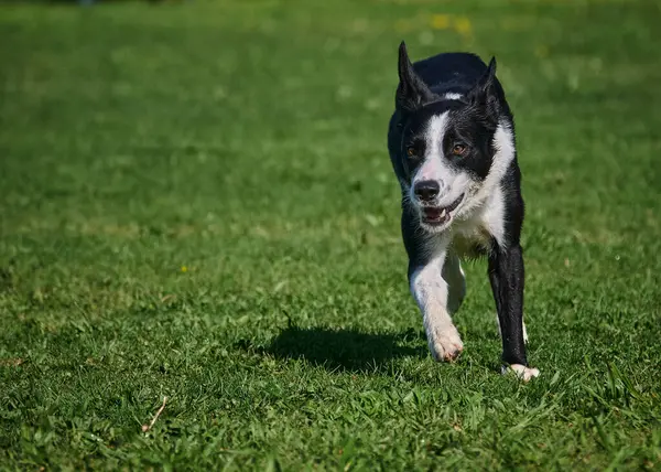 Köpek parkta koşuyor.