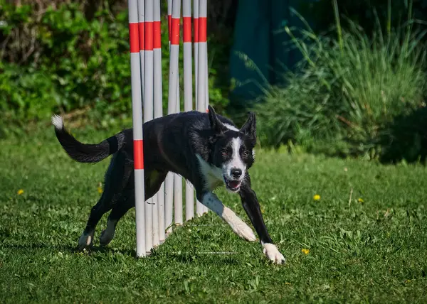 Bir köpek tarlada koşuyor.