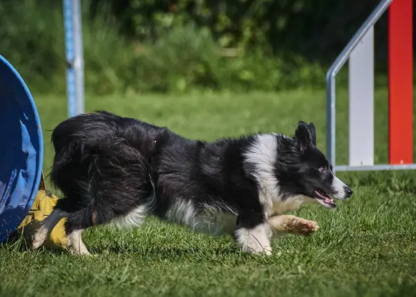 Çeviklik içindeki sınır çoban köpeği