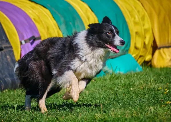 Köpek doğurmak kenar kömür ocağı