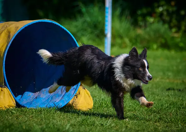 Siyah ve beyaz köpek çoban köpeği çeviklik yarışmasında. O bir köpek çevikliği yarışması. İyi yarışmalar. Bu bir yarışma..