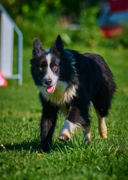 Şirin bir çoban köpeği portresi..