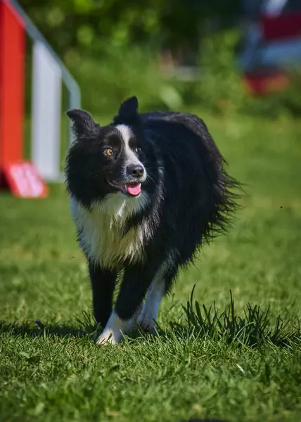 Parkta köpek kenar kömür ocağı
