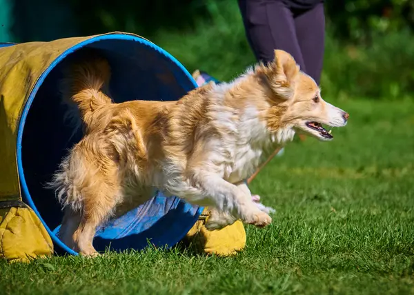 Kırmızı çoban köpeği parkta oynuyor..