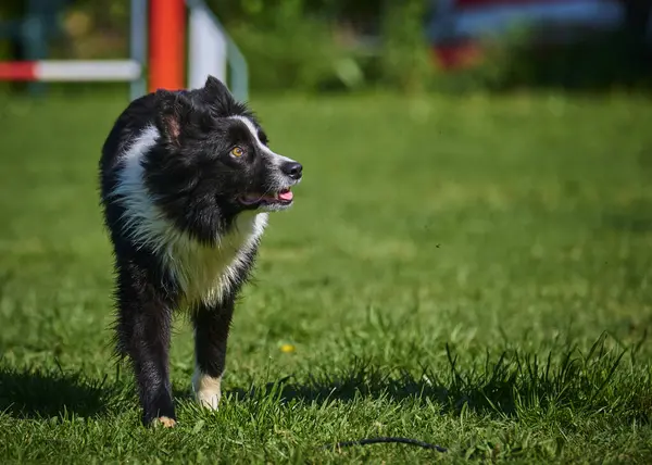 Parkta köpek kenar kömür ocağı