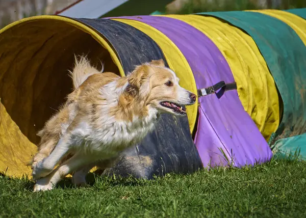 Köpek çiftleşmesi sınır çoban köpeği çevikliği parktaki yeşil çimlerde