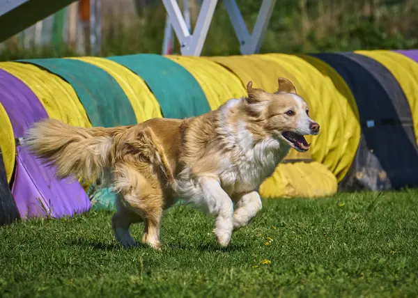 Köpek çeviklik alıştırması yapıyor. Rekabet. Spor malzemeleri.
