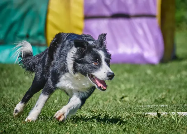 Çeviklik içinde koşan çoban köpeği.