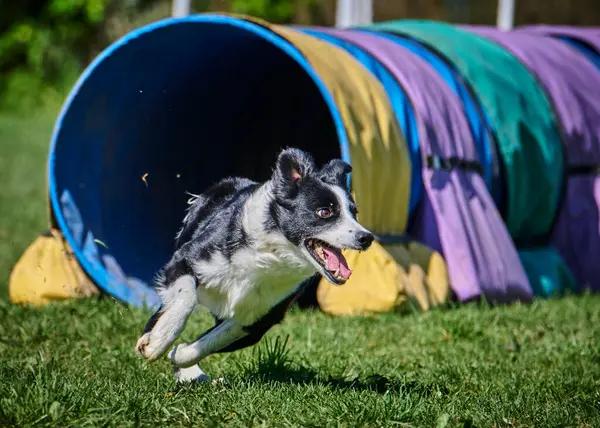 Çevikliğin içinde koşan çoban köpeği