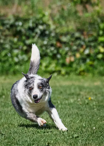 Yeşil çayırda koşan sevimli, küçük, güçlü bir köpek..