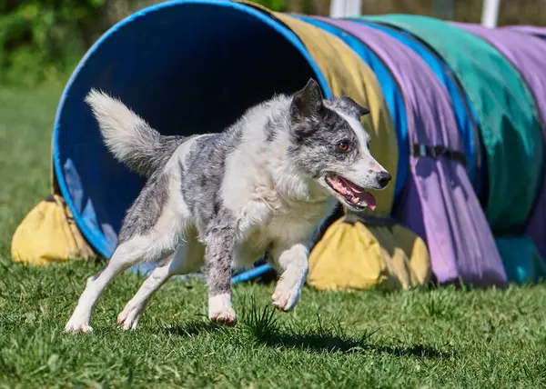 Yeşil çimenlikteki iri kıyım köpek.