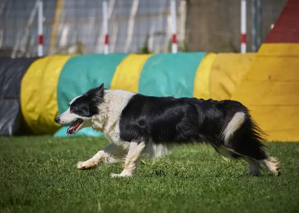Çeviklik içinde koşan çoban köpeği.