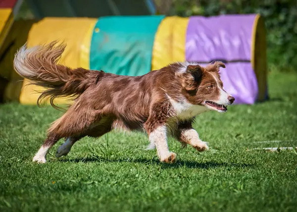 Köpek çeviklik alıştırması yapıyor. Rekabet. Spor malzemeleri.