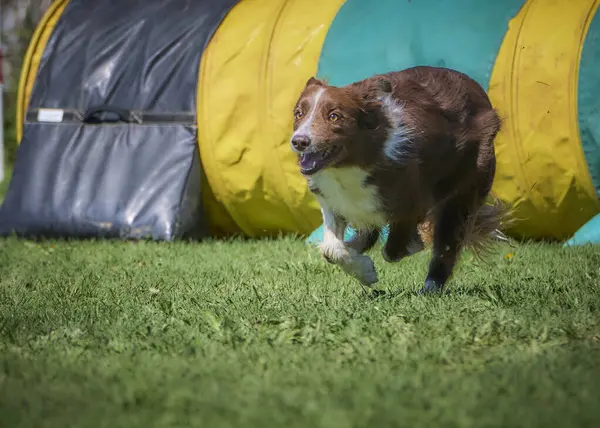 Yeşil çimenlerde koşan bir köpek.