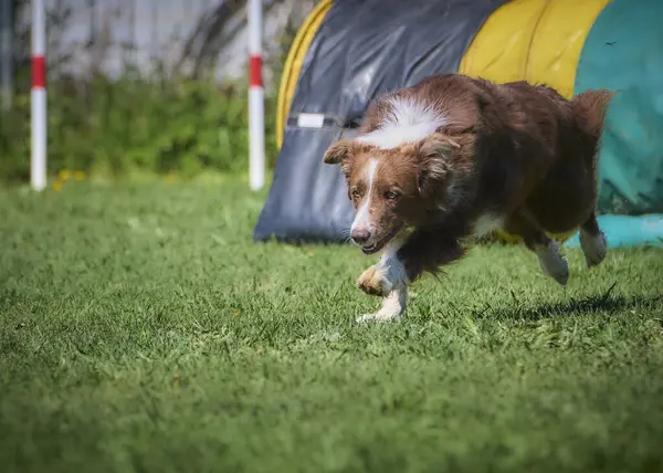 köpek çeviklik yarışmasında
