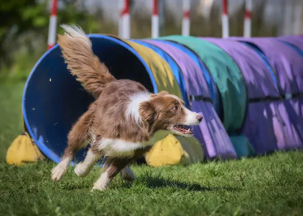 köpek çeviklik yarışmasında