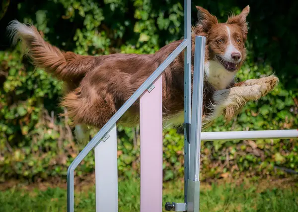 Sınır çoban köpeği atlıyor