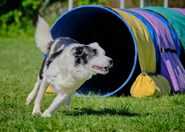 Bir yaz parkında yürüyüşe çıkmış çoban köpeği..
