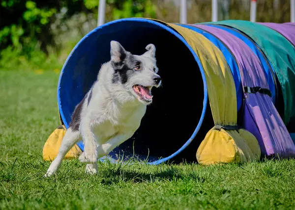 Parkta çeviklik yarışında koşan iri yarı köpek..