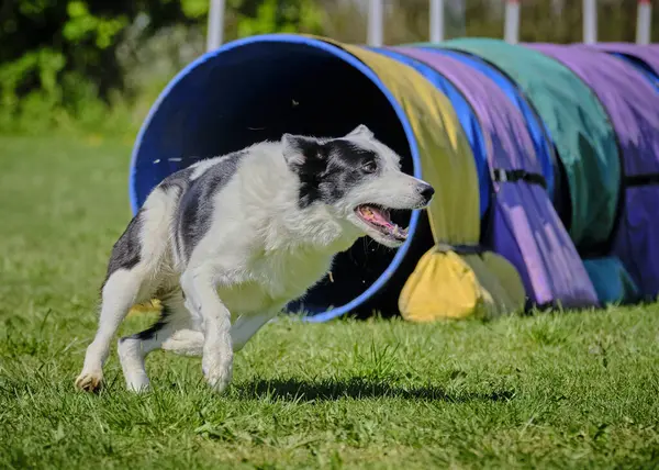 Collie Collie çeviklik kursunda