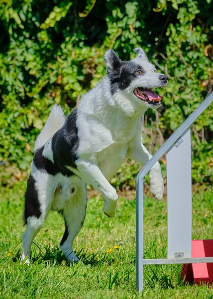 Çeviklik parkında çevikliğe atlayan çoban köpeği.