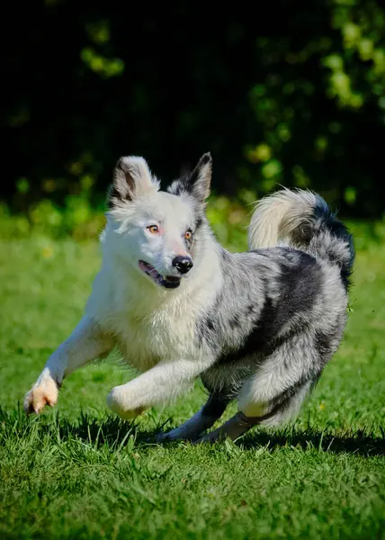 Sınır çoban köpeği çimenlerde koşuyor