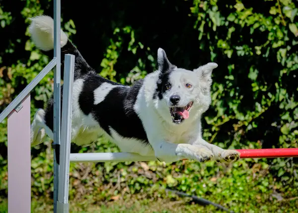 Çeviklik içinde zıplayan sınır çoban köpeği.