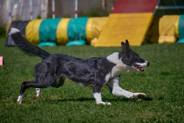 Köpek ırkı sınır köpeği yeşil bir arazide koşuyor.