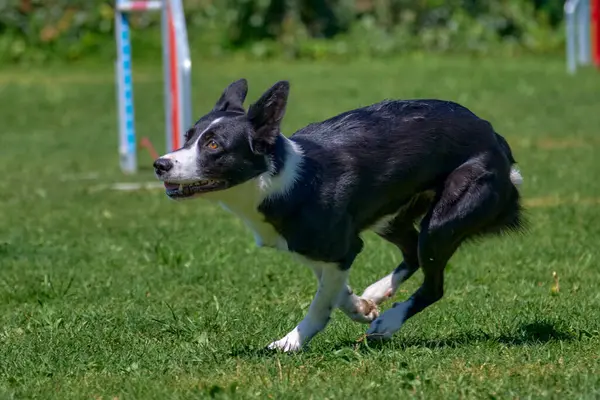 Tarladaki bir çoban köpeğinin portresi