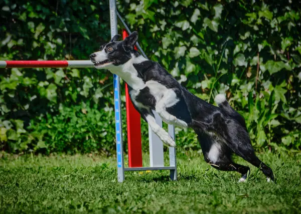 Çevikçe atlayan bir köpek