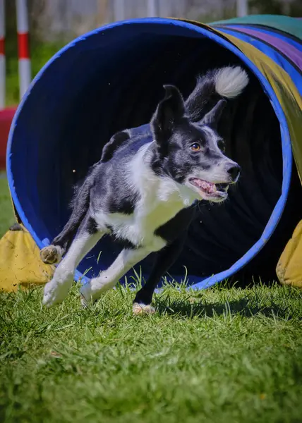 Köpek çeviklik alıştırması yapıyor. Rekabet. Spor malzemeleri.