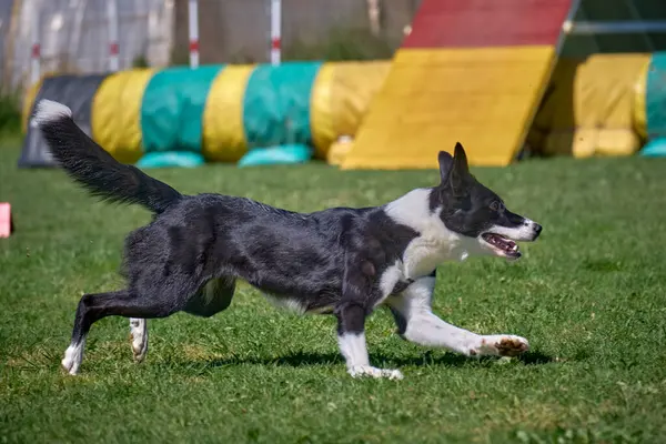 Siyah çoban köpeği, yaz günü yeşil çayırda kırmızı ve beyaz yakalı.