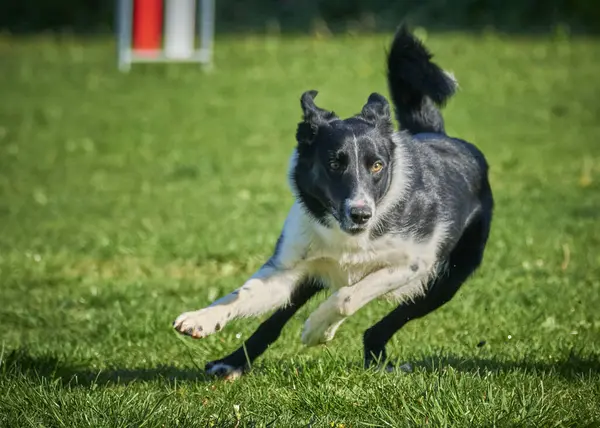 Köpek çimenlerde koşuyor.