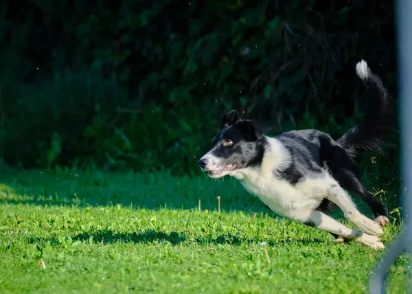 çalışan sınır collie köpek