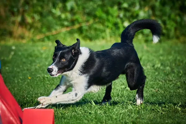 Sınır çoban köpeği doğada