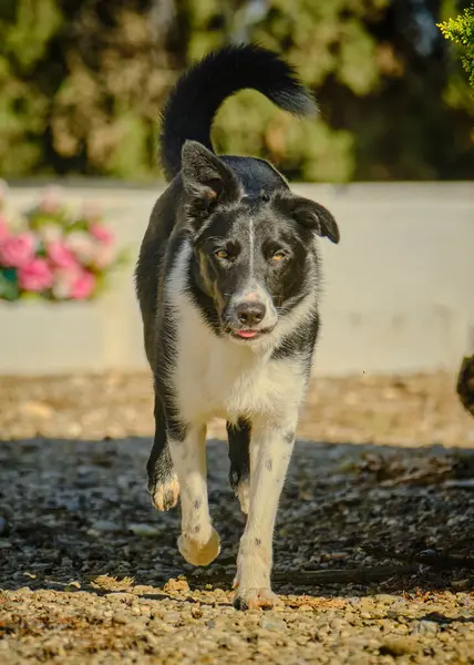 Şirin bir çoban köpeğinin portresi