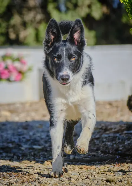 İlkbaharda doğada koşan çoban köpeği.