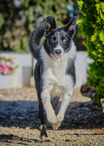 Renkli bir arkaplan ile çayırda koşan çoban köpeği
