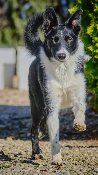 Köpek ırkı parktaki çoban köpeği.