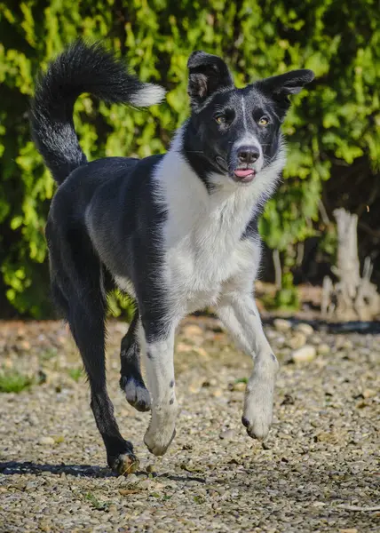 Yazın bahçede bir köpek