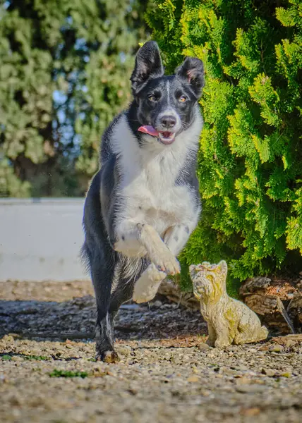 Sınır çoban köpeği doğada koşuyor