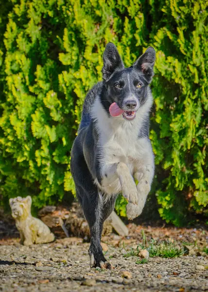 Köpek çimlerde koşuyor. kenarlık çoban köpeği.