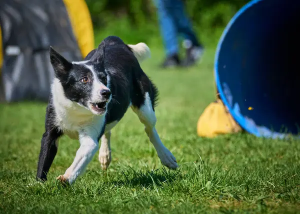 Sınır çoban köpeği, Çek Cumhuriyeti 'nde çeviklik içinde olan bir köpektir. Rekabeti kastediyor..